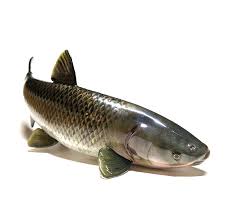 Image result for Ctenopharyngodon idella