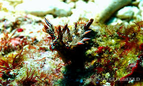 ผลการค้นหารูปภาพสำหรับ Bornella Anguilla