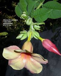 Attēlu rezultāti vaicājumam “Apocynaceae”