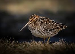 Image result for Gallinago delicata