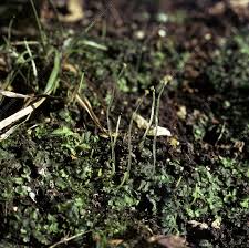 Attēlu rezultāti vaicājumam “Pellia epiphylla”