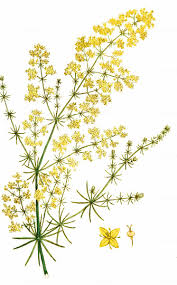 Attēlu rezultāti vaicājumam “Galium verum”