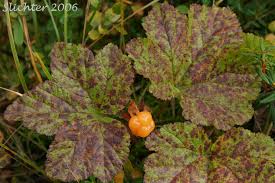 Attēlu rezultāti vaicājumam “Rubus chamaemorus fruit”