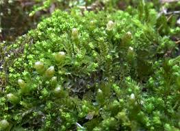 Attēlu rezultāti vaicājumam “Lophozia ascendens”