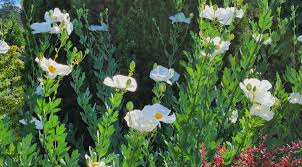 Image result for Romneya coulteri