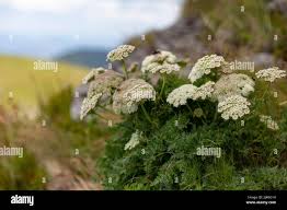 Attēlu rezultāti vaicājumam “Libanotis montana leaf”