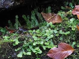 Attēlu rezultāti vaicājumam “Conocephalum salebrosum”