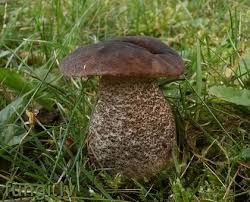 Attēlu rezultāti vaicājumam “Leccinum melaneum”