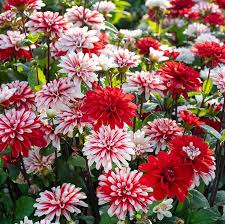 Image result for Dahlia x pinnata `Redskin`