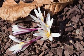 Attēlu rezultāti vaicājumam “Colchicum luteum”