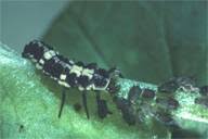 Attēlu rezultāti vaicājumam “Propylea quatuordecimpunctata”