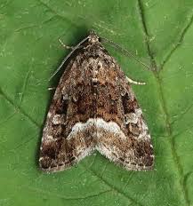 Attēlu rezultāti vaicājumam “Protodeltote pygarga”