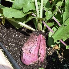 Attēlu rezultāti vaicājumam “Raphanus sativus”