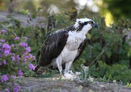 Image result for Pandion haliaetus