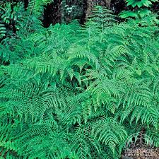 Attēlu rezultāti vaicājumam “Dryopteris filix-mas”