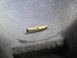 Attēlu rezultāti vaicājumam “Yponomeuta plumbella”