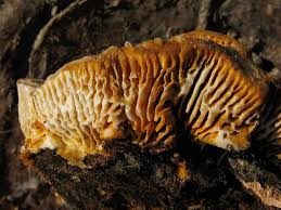 Attēlu rezultāti vaicājumam “Gloeophyllum trabeum”