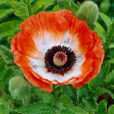 Attēlu rezultāti vaicājumam “Papaver”