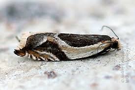 Attēlu rezultāti vaicājumam “Ancylis badiana”