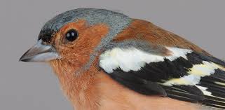 Attēlu rezultāti vaicājumam “Fringilla coelebs”