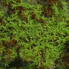 Attēlu rezultāti vaicājumam “Pottiales”