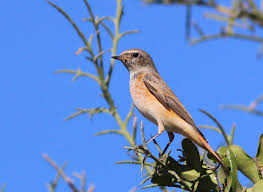Attēlu rezultāti vaicājumam “Phoenicurus phoenicurus”