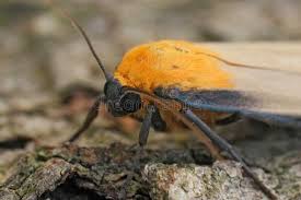 Attēlu rezultāti vaicājumam “Lithosia quadra male”