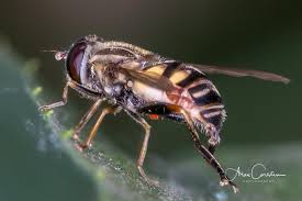 Attēlu rezultāti vaicājumam “Helophilus sp.”