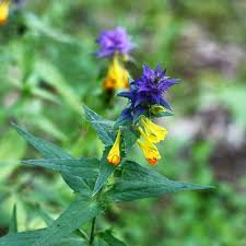 Attēlu rezultāti vaicājumam “Melampyrum nemorosum”