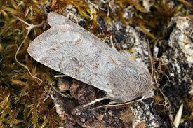 Attēlu rezultāti vaicājumam “Orthosia populeti”