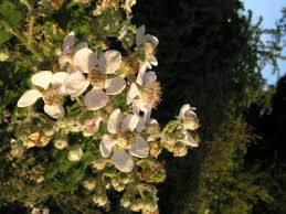 Attēlu rezultāti vaicājumam “Rubus plicatus flower”