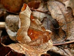 Attēlu rezultāti vaicājumam “Selenia tetralunaria”