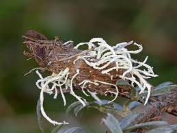 Attēlu rezultāti vaicājumam “Cordyceps farinosa”
