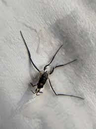 Attēlu rezultāti vaicājumam “Gerridae imago”