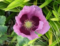 Attēlu rezultāti vaicājumam “Papaver”