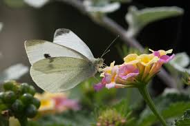 Attēlu rezultāti vaicājumam “Pieris rapae male”