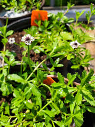 Attēlu rezultāti vaicājumam “Fruticola fruticum”