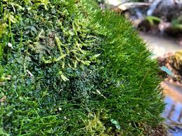 Attēlu rezultāti vaicājumam “Phaeoceros laevis subsp. carolinianus”