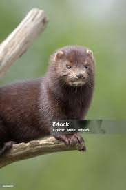 Attēlu rezultāti vaicājumam “Mustela vison”