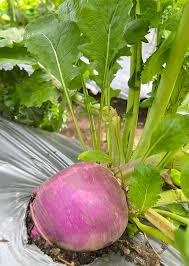 Image result for Beta vulgaris