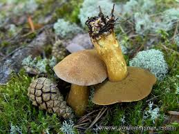 Attēlu rezultāti vaicājumam “Suillus variegatus”