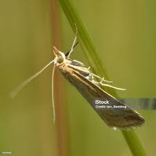 Attēlu rezultāti vaicājumam “Udea lutealis”