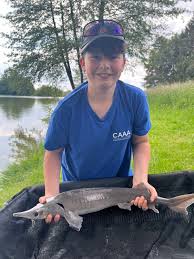 Image result for Acipenser desotoi