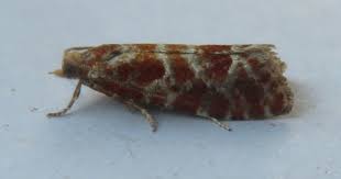 Attēlu rezultāti vaicājumam “Rhyacionia pinicolana”