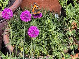 Attēlu rezultāti vaicājumam “Anthyllis maritima”