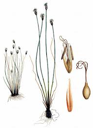 Attēlu rezultāti vaicājumam “Eleocharis quinqueflora”