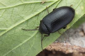 Attēlu rezultāti vaicājumam “Prionychus ater”