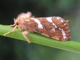 Attēlu rezultāti vaicājumam “Phymatopus hecta”