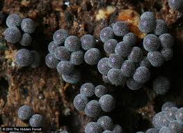 Attēlu rezultāti vaicājumam “Badhamia sp.”