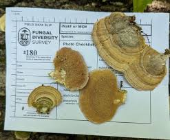 Attēlu rezultāti vaicājumam “Trichaptum biforme”